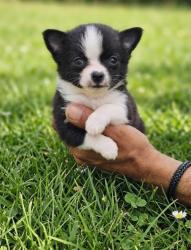 גור ציוואווה ננסי קטן מושלם