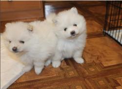 גורי פומרניין טדי בר וואוו!!!