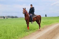 סוס ערבי עם תעודה אופי