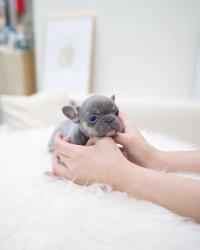 גורי בולדוג צרפתי לאימוץ