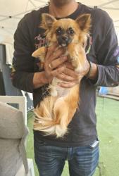 זכר ציוואווה ננסי ארוך שיער