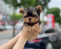 גורי יורקשייר זכרים ונקבות למכירה