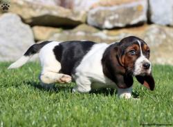 גורי באסט האונד זכרים ונקבות