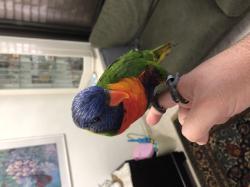 למכירה לורי סוינסון מטובע שנת