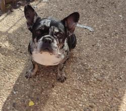 בולדוג צרפתי, בת 3, מאמי