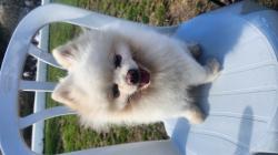 כלב בוגר גיל 3 לבן בוהק יפיפה אף ורוד