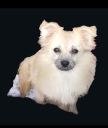 גורת פומרניאן, בת 6 חודשים,