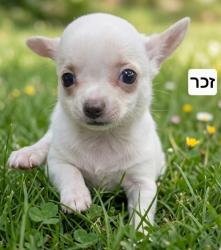 גורי ציוואווה מיני ננסי זכרים