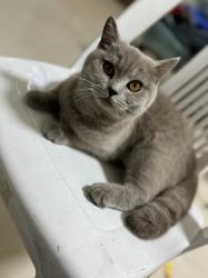 חתולה ממש חמודה אוהבת ילדים