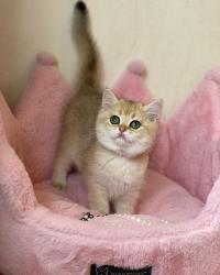 למכירה גורי חתולים בריטיים קצרים,