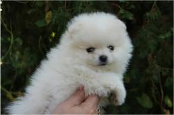 גורי פומרניין טדי בר וואוו!!!