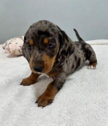 ‏תחש סטנדרט שיער קצר (לא