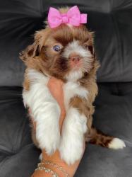 גורי שיצו זכרים ונקבות מקסימים