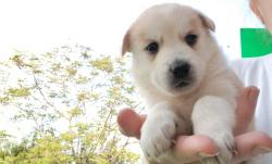 גורי האסקי סיבירי, בני חודש