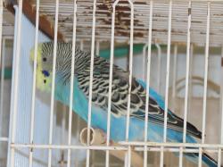 זוג אוסטרלי עובד+8 תוכונים נמכר