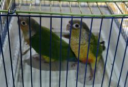 מוציא : מספר יחידות ילו