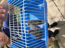 למכירה 2 זוגות פינקים פלוס