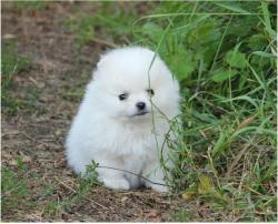 גורי פומרניין טדי בר וואוו!!!