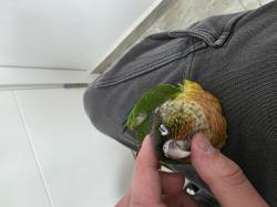  גוזל קוניור גרינצ'יק ילו