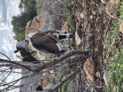 גדי חצי ננסי קטן יפיפה
