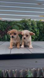 גורי ציוואווה מהממים לאחר חיסון