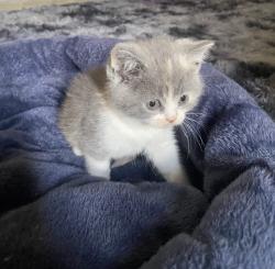 נקבה בריטית גזעית רמה גבוהה