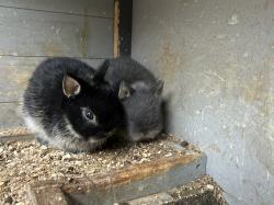 ארנב ננסי מתוק כבן חודש וחצי