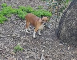 פיצ'רית בשילוב צ'יוואווה, בת 3,