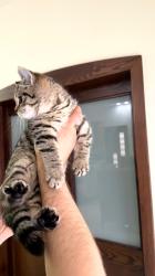 נקבה סקוטית אוהבת לשחק ולאכול