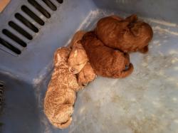 גורי פודל טוי בריאים ימסרו