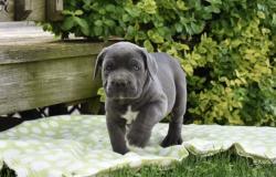 גורי קנ קורסו זכרים ונקבות