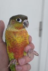  גוזל קוניור גרינצ'יק ילו