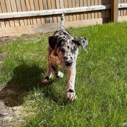 גורי דנים גדולים, זכרים ונקבות,