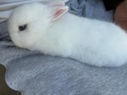 ארנב הולנדי ננסי צבע לבן