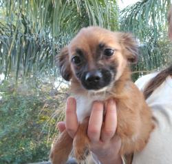 גורי שועלי, בני 5 חודשים,