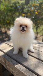 זכר פומרניין מתוק בן 4