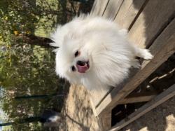 ליאו גור פומרניין בן 10