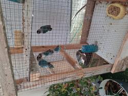 תוכי האבה במגוון צבעים גמיש