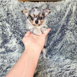 גורי צ'יוואווה זכרים ונקבות מקסימים