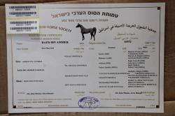 סוס ערבי עם תעודה אופי