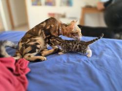 אנחנו 3 גורים בנגליים