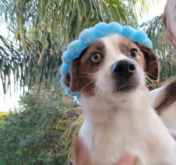 גורי שועלי, בני 5 חודשים,