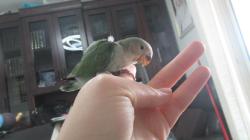 גוזל של ציפורי אהבה האכלת