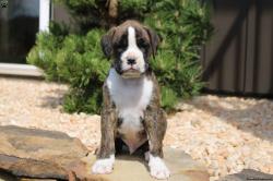 גורי בוקסר זכרים ונקבות מחפשים בית חדש