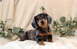 גורי דקסהונד זכרים ונקבות למכירה