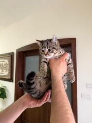 נקבה סקוטית אוהבת לשחק ולאכול