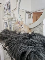 גור כלבים מסוג סקוטי פולד