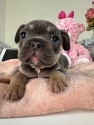 גורים בולדוג צרפתי))