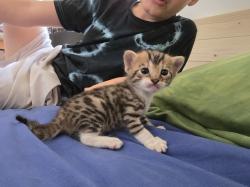 אנחנו 3 גורים בנגליים