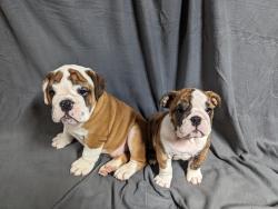 גורי בולדוג אנגלי מקסימים למכירה